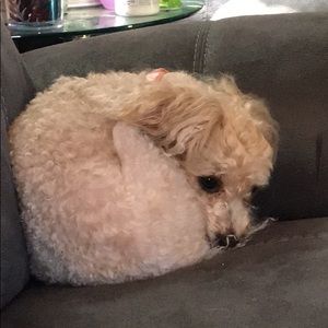 Meet your Posher, Alexys